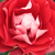 Vörös - fehér - Virágágyi floribunda rózsa - Picasso